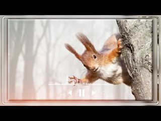 video by sergey obraztsov